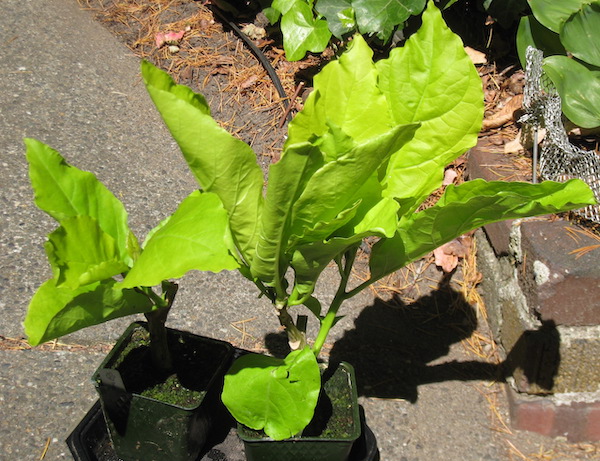 Pisonia grandis 'Alba'