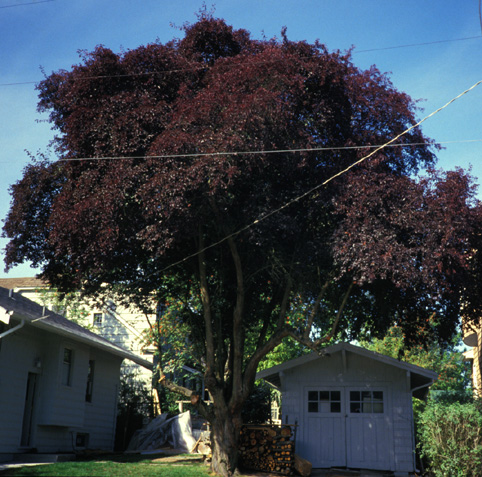 Pissard Plum August foliage