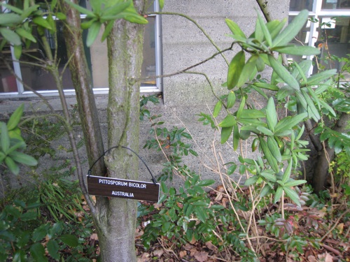 Locks Pittosporum bicolor close-up=