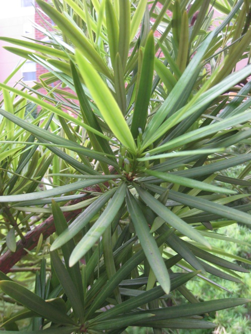 Podocarpus macrophyllus female flowers