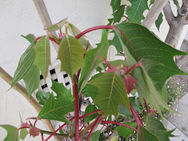 Poinsettia foliage