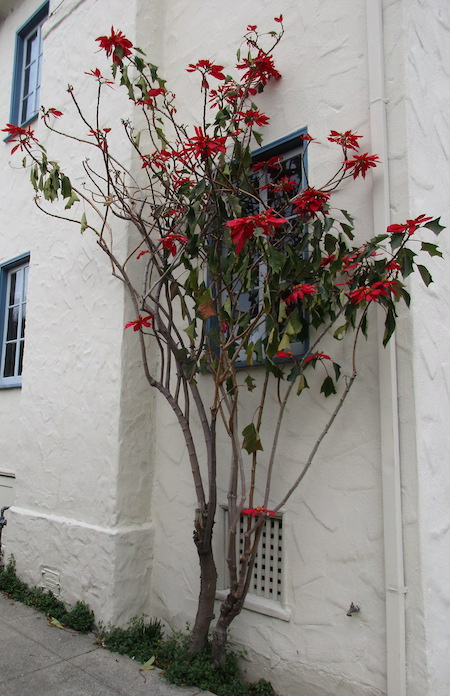 Poinsettia as a shrub