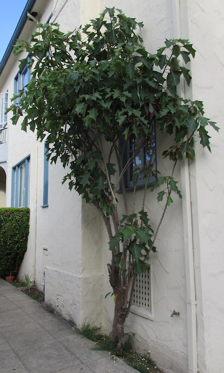 Poinsettia as a shrub