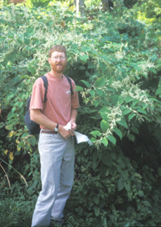 Japanese Knotweed