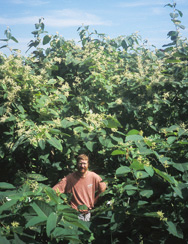 Giant Knotweed