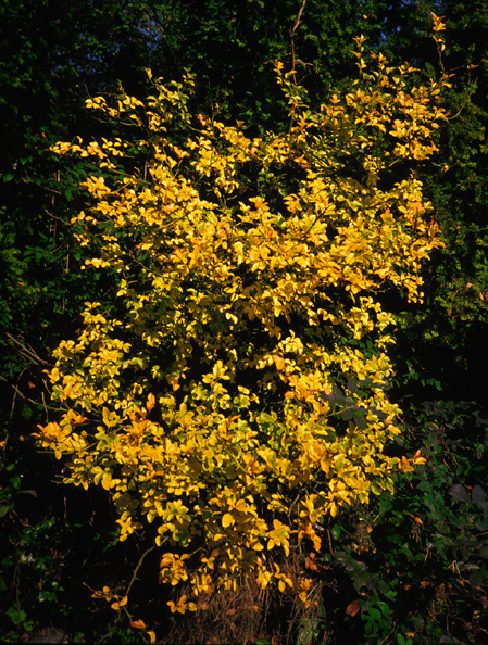 Arboretum Poncirus Oct. 29 1991