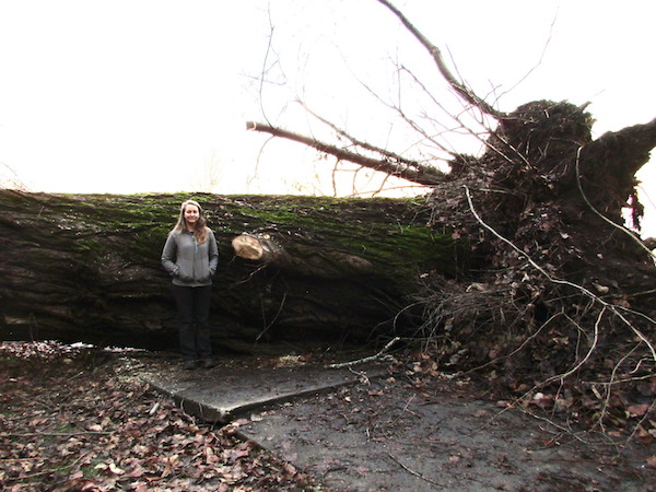 fallen Madrona Park Cottonwood