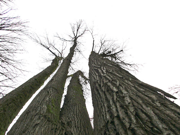 4-trunked Boren Park Cottonwood