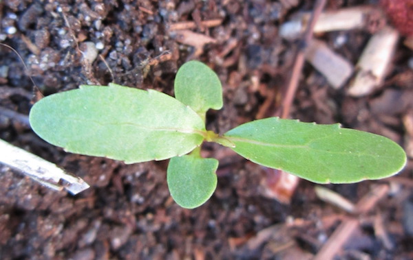 seedling Cottonwood