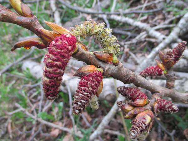 male Cottonwood catkins opening