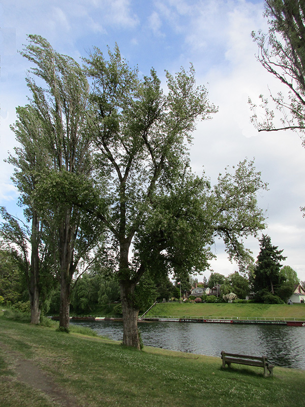 The same tree in June 2021