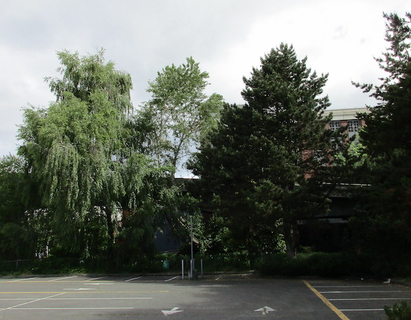 Birch, Black Poplar and Pine