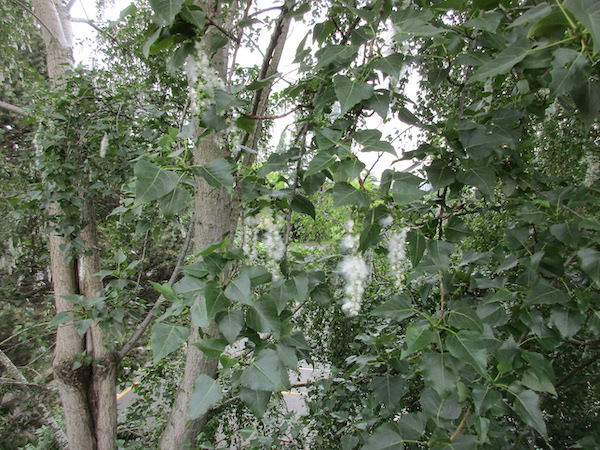 Seeds of <i>Populus nigra</i>