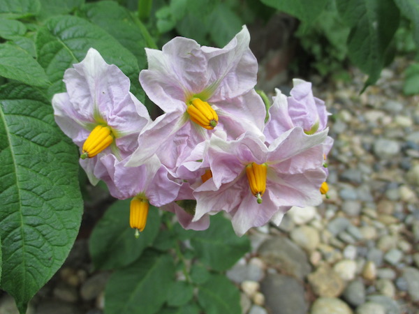 Potato flowers