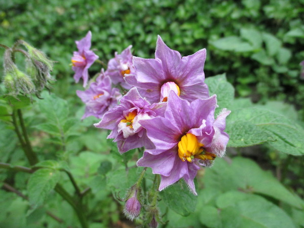 Potato flowers