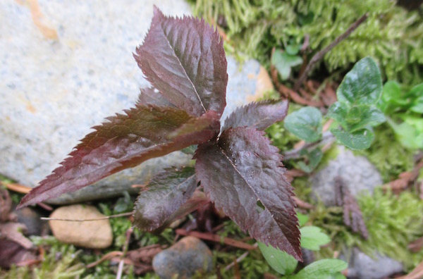 Prunus cerasifera