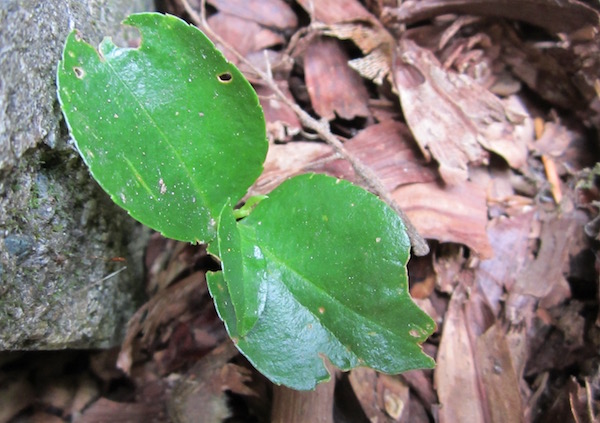 Prunus Laurocerasus