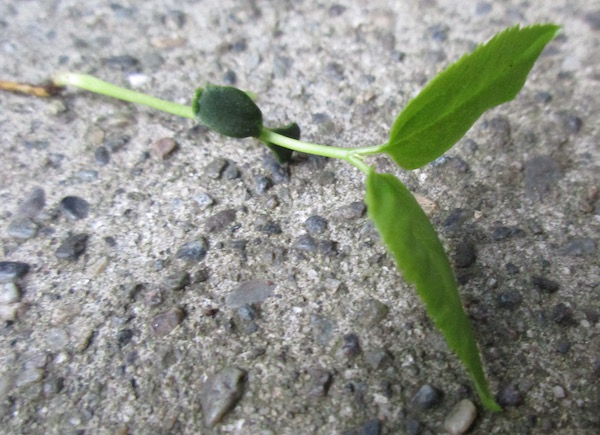 Prunus lusitanica