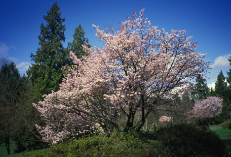 Prunus Sargentii in the Arboretum