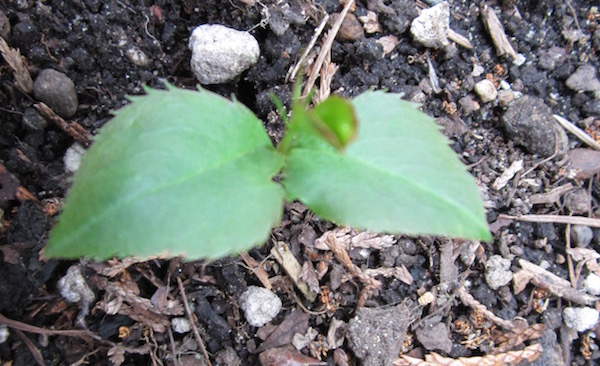 Prunus serotina