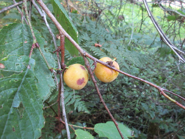 Prunus brigantina