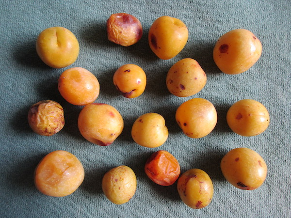 Prunus brigantina