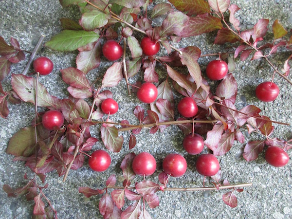 Prunus mexicana