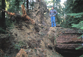 Douglas Fir photo