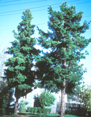 Douglas Fir photo