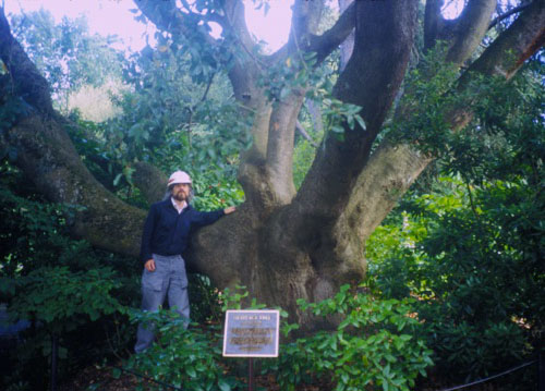 Quercus chrysolepis