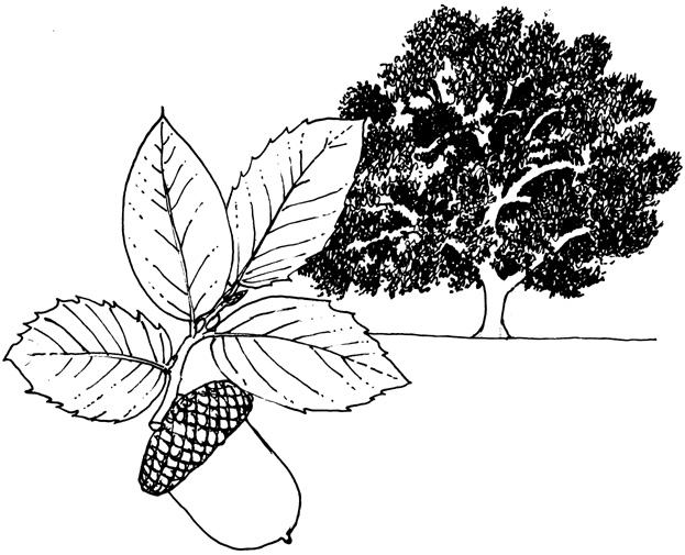 Quercus chrysolepis