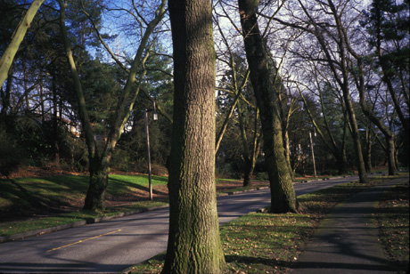 Lake Washington Boulevard in February