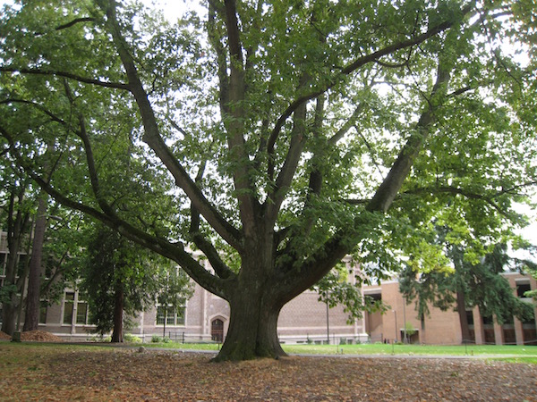 Quercus rubra