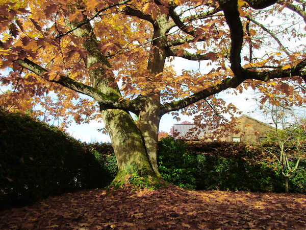 Quercus rubra