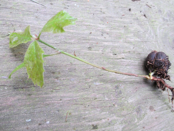 Quercus rubra