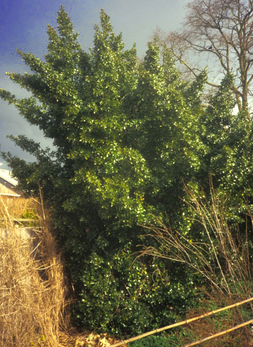 Italian buckthorn photo