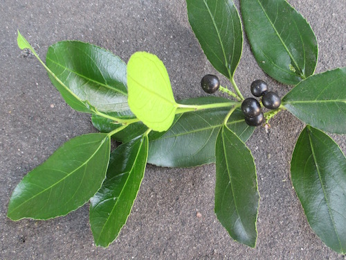 Italian buckthorn berries