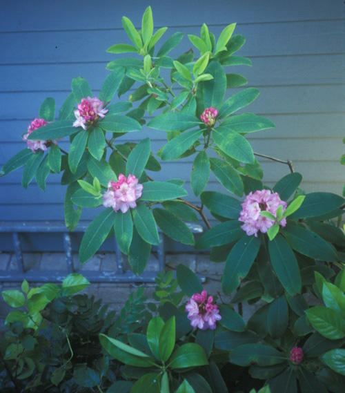 Rhododendron macrophyllum