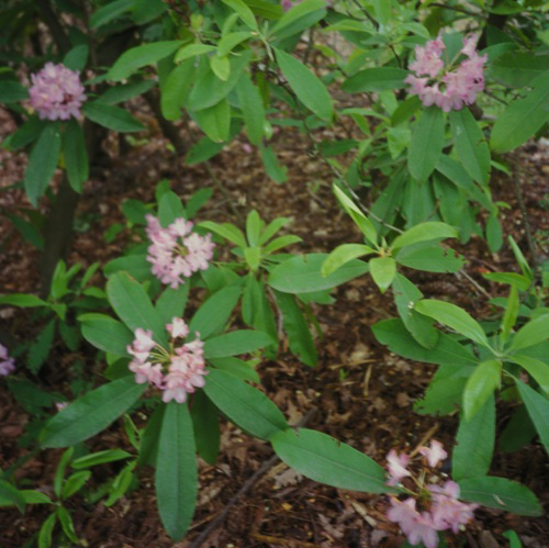 Rhododendron macrophyllum