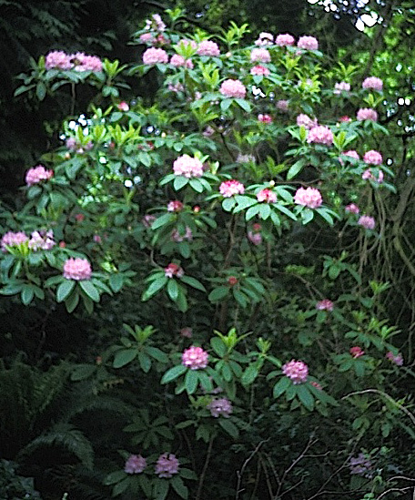 Rhododendron macrophyllum