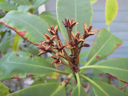 Rhododendron macrophyllum