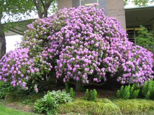 Rhododendron ponticum