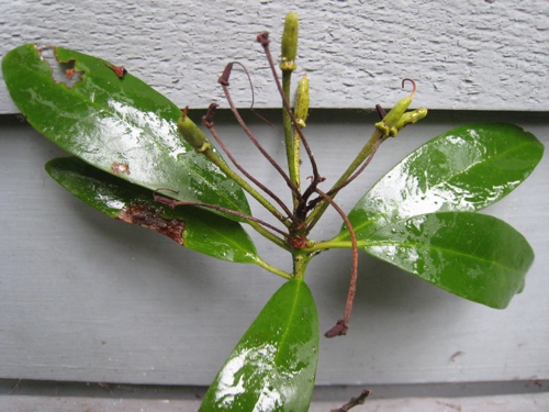 Rhododendron ponticum