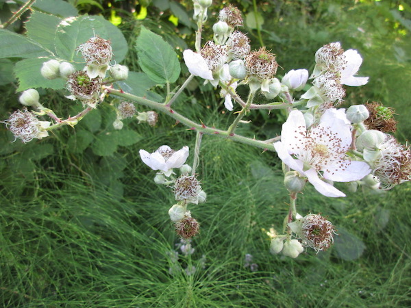 Rubus armeniacus