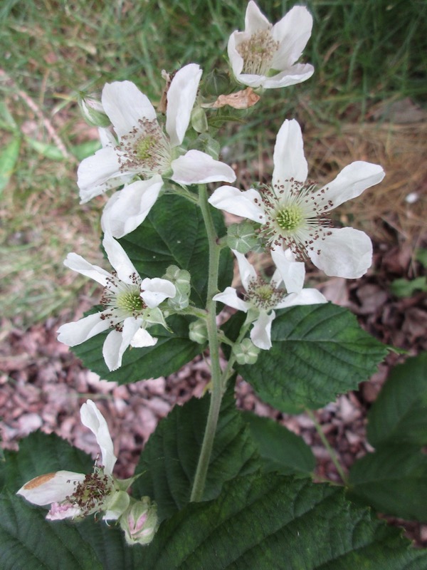 Rubus præcox