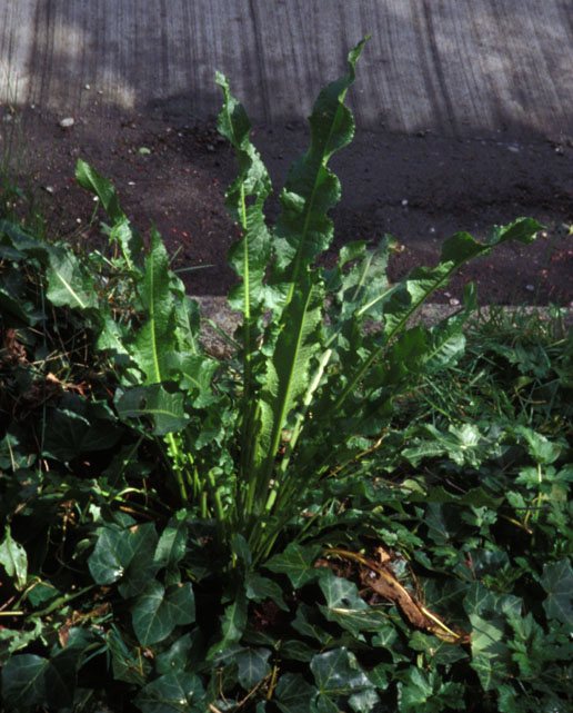 Curly Dock