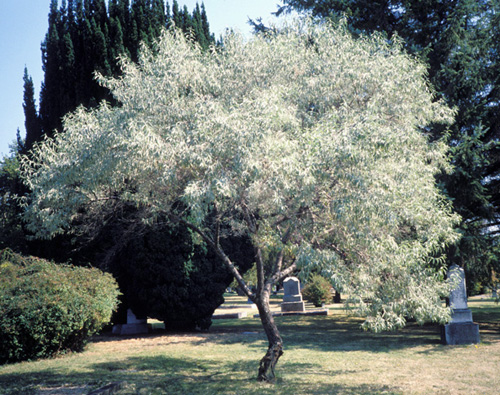 Russian Olive; <i>Elæagnus angustifolia</i>