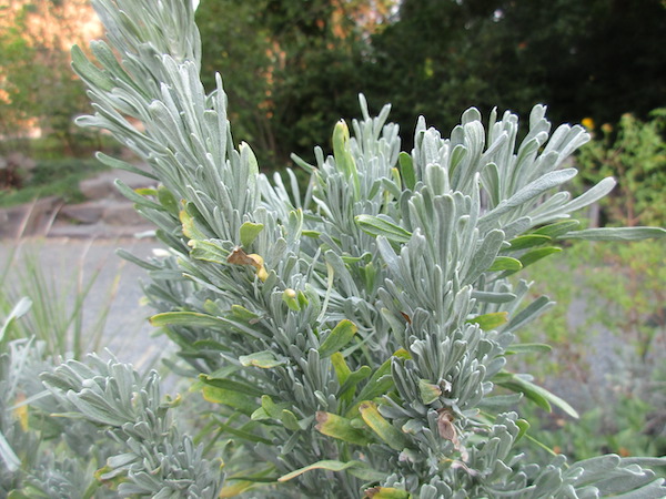 close-up Sagebrush