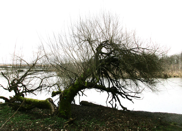 Crack willow in winter