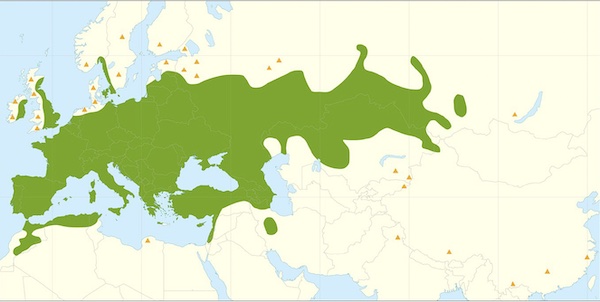 White willow geographic range